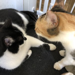 Eläinkommunikointi energiahoito kahdelle kissalle